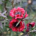 Leptospermum