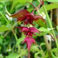 Leycesteria - Árbol del faisán