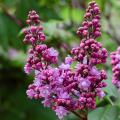 Lilas de flores dobles