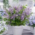 Lilas compactos