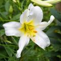 Lirios de Pascua (Lilium longiflorum)