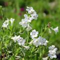 Lithodora - Carrasquilla azul