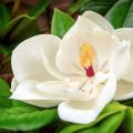 Magnolias de grandes flores