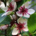 Magnolias perfumados