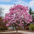 Magnolias para macetas