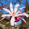 Magnolias estrelladas