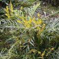 Mahonia sin espinas