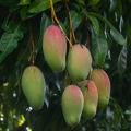 Mango - Mangifera indica