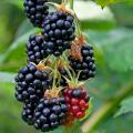 Moras