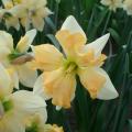 Narcisos con flor de orquídea