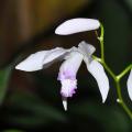 Orquídeas de jardín