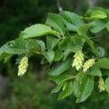 Hop Hornbeam