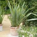 Phormium para macetas