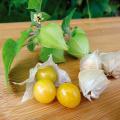 Physalis