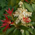 Pieris - Andrómeda japonesa