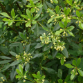 Pittosporum parfumés