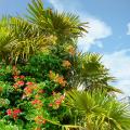 Plantas mediterráneas por variedad