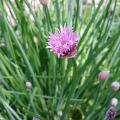 Plantúlas de cebollino