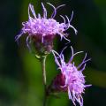 Liatris - Plumas de Kansas