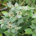 Pycnanthemum - Menthe des montagnes