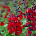 Salvias arbustivas de flores rojas