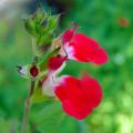 Salvias arbustivas por color de flores