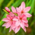 Schizostylis - Hesperantha cocinea