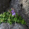 Scutellaria - Escutelaria