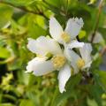 Philadelphus - Celindas