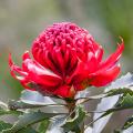 Waratah - Telopea