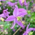 Thalictrum