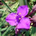 Tradescantia