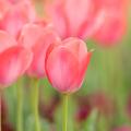 Tulipanes de flores rosas