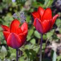 Tulipanes simples