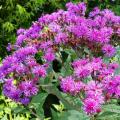 Vernonias - Vernonia