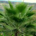 Washingtonia