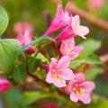 Weigelas de flores rosas