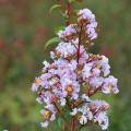 Lilas de las Indias resistentes para clima montañoso